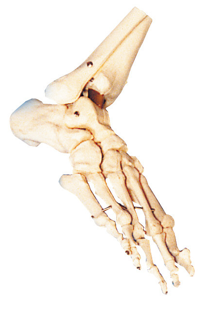 Entrenamiento anatómico humano del modelo del pie del ISO/del CE/SGS para la escuela y el hospital
