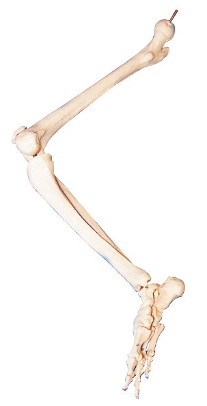 Los huesos de la anatomía humana 3d de un miembro más bajo modelan PARA la enseñanza anatómica