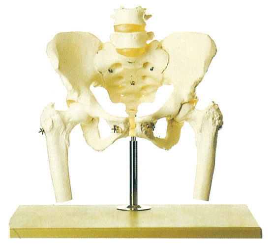 Pelvis con la espina dorsal lumbar y el stander modelo esquelético humano principal femoral