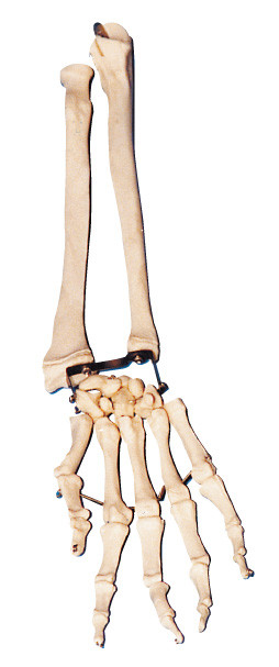 Hueso de la palma con el codo - el hueso y el hueso radial arman la herramienta modelo del entrenamiento de la anatomía