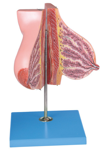 Modelo de la glándula mamaria sobre la lactancia/el modelo humano de la anatomía para el entrenamiento de las Facultades de Medicina