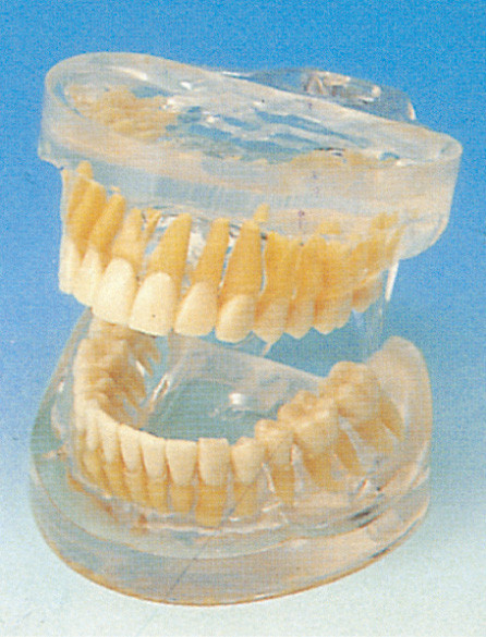 Modelo humano adulto transparente de los dientes para los hospitales, escuelas, entrenamiento de las universidades