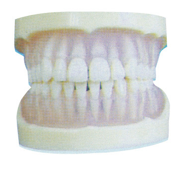 Modelo transparente estándar de los dientes del PE para el entrenamiento dental de las universidades