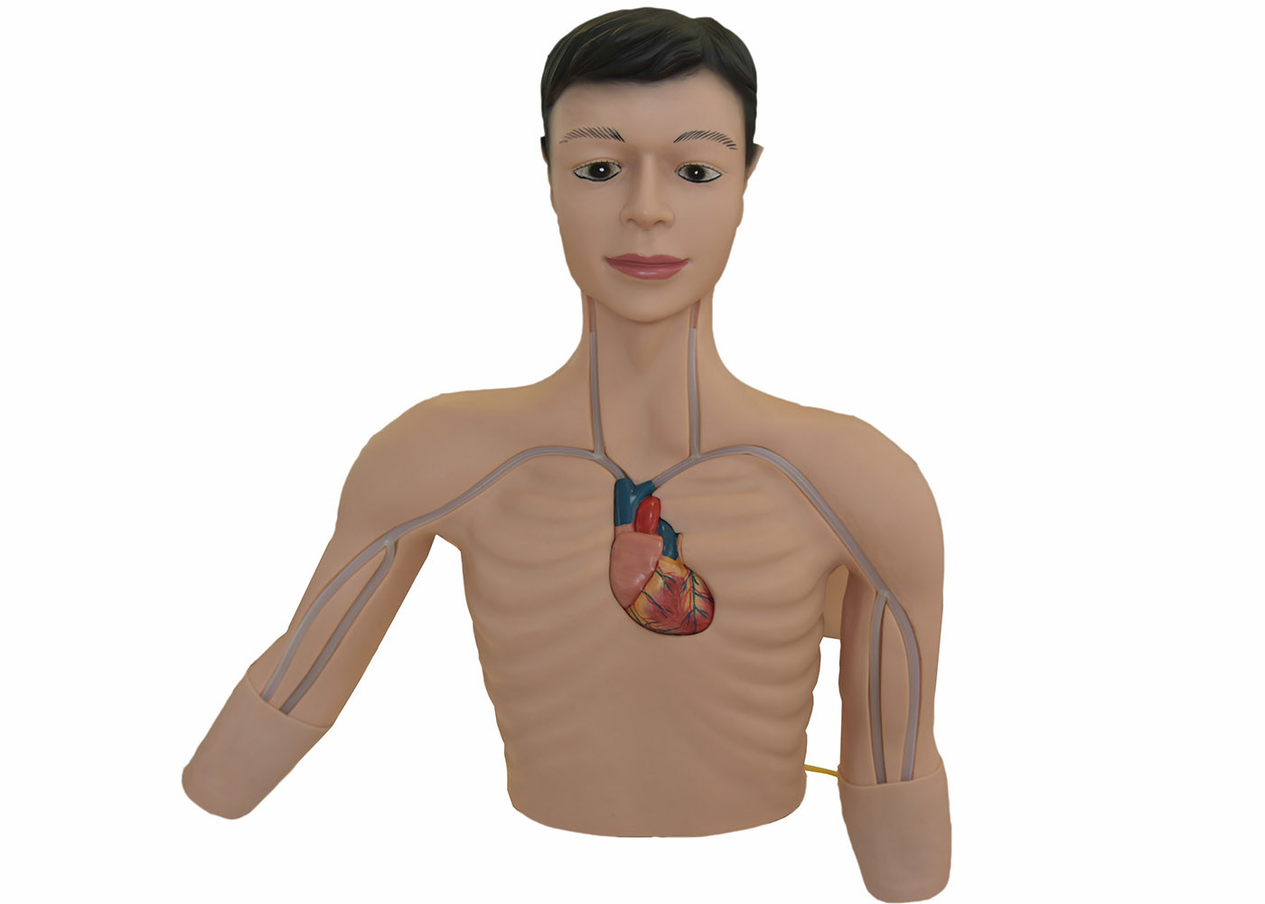 Maniquí periférico de la demostración del torso del centro clínico adulto masculino de la simulación