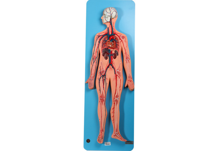Vena de Include Arteries And del modelo de la anatomía del sistema circulatorio para el entrenamiento