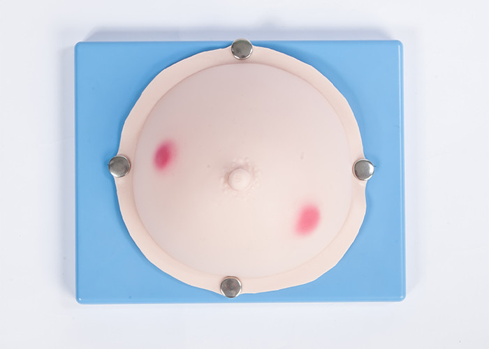 Mujeres mamarias/CE ginecológico/SGS del simulador del examen del absceso del pecho