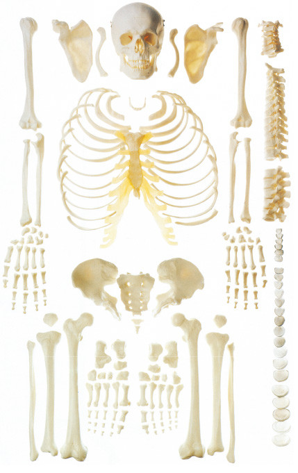 Modelo esquelético humano dispersado de la anatomía del hueso para la demostración del hueso