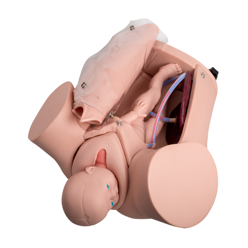 Simulador de la entrega de bebé del simulador del parto del feto de las universidades dos