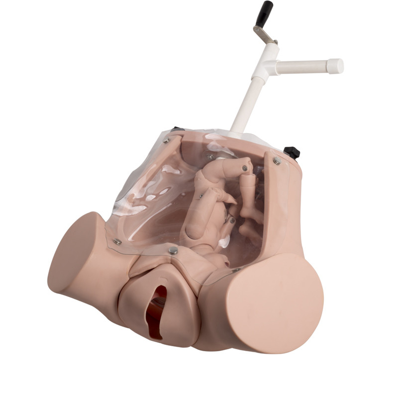Modelos realistas de la educación del parto del simulador del parto de la entrega médica