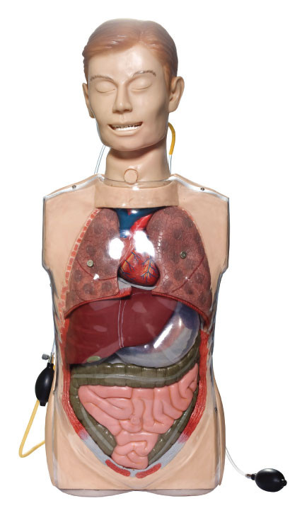 Simuladores transparentes del lavado gástrico con los órganos de Anatony para el entrenamiento clínico