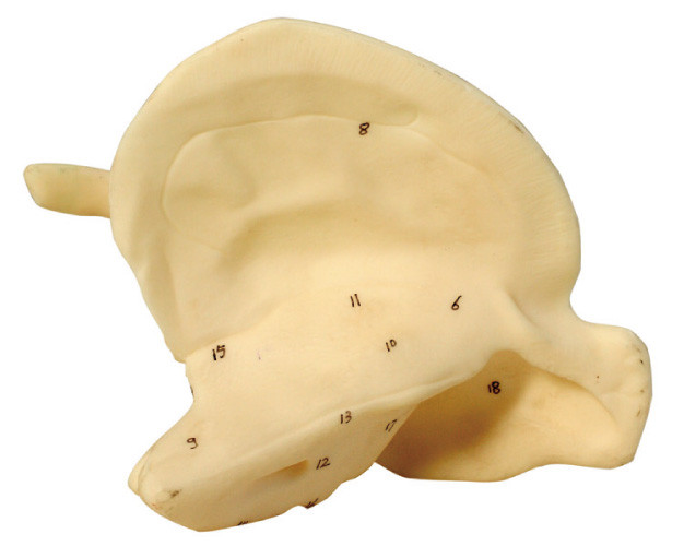 Modelo anatómico humano del hueso temporal para el entrenamiento del curso de los primeros auxilios