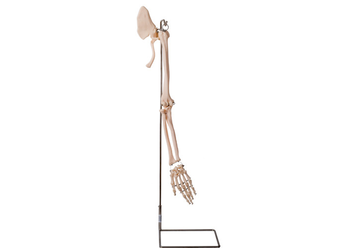 Modelo humano ISO 45001 de la anatomía del hueso de cuello de las piezas del brazo de Realisctic