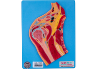 Modelos médicos de entrenamiento de la anatomía del PVC para la sección de la junta de hombro