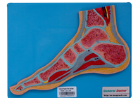 Entrenamiento humano de la escuela de With Stand For del modelo de la anatomía de la sección del pie