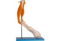 Modelo anatómico For School Training de la junta de codo de los músculos funcionales