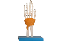 Pie humano de Elbow Hip Knee del modelo de la anatomía del entrenamiento de la educación común con el ligamento