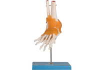 Pie humano de Elbow Hip Knee del modelo de la anatomía del entrenamiento de la educación común con el ligamento