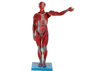 PVC anatómico masculino pesado y alto del modelo del músculo con los órganos internos