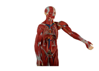 Educación que entrena a la espalda abierta humana de With Internal Organs del modelo de la anatomía del torso