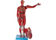 PVC humano masculino del modelo de la anatomía del músculo del órgano interno para el entrenamiento de la Facultad de Medicina