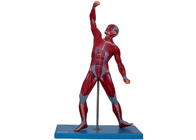 Modelo masculino de entrenamiento With Stand de la anatomía de los músculos de la Facultad de Medicina