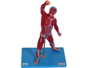 Modelo masculino de entrenamiento With Stand de la anatomía de los músculos de la Facultad de Medicina