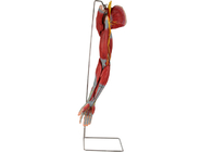 Nervios humanos de With Main Vessels del modelo de la anatomía del PVC del brazo