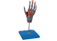 Nervios de los buques de With Muscle Main del modelo de la anatomía de la mano de la enseñanza de la escuela