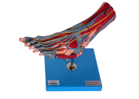 Modelo humano With Vessels Nerves de la anatomía de los músculos del pie