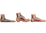 Modelo anatómico normal/plano/arqueado For Medical Training del pie