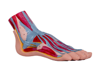 Modelo sagital mediano With Muscle Vessels de la anatomía del pie del PVC de la sección