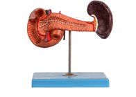 Modelo anatómico For Hospitals Teaching del duodeno del bazo del páncreas del PVC
