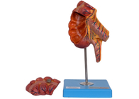 Posiciones humanas del modelo 17 de la anatomía del intestino ciego del apéndice del PVC para el entrenamiento médico