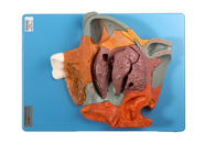 Modelo humano sagital mediano Nasal Cavity Section de la anatomía para el entrenamiento magnificado