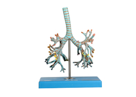 Modelo de la tráquea de la anatomía con los bronquios con 26 posiciones para el entrenamiento de la escuela