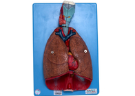Laringe humana de la anatomía, corazón, pulmón, vasos sanguíneos para entrenar