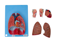 Laringe humana de la anatomía, corazón, pulmón, vasos sanguíneos para entrenar
