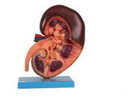 Modelo Shows de la anatomía del riñón el Struction para el entrenamiento de las universidades