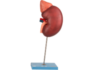 El riñón y el modelo de la anatomía de Paranephyros contiene 12 porciones para entrenar