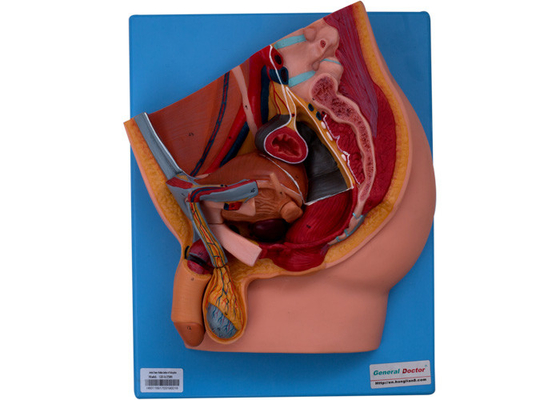 Sección mediana del ISO 9001 del tablero masculino de On A del modelo de la pelvis para la enseñanza y el entrenamiento