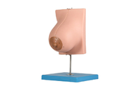 Modelo With de la glándula mamaria de la lactancia 2 porciones para el entrenamiento de las Facultades de Medicina