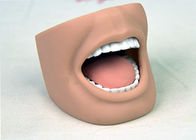 Modelo adulto de la boca del maniquí dental del oficio de enfermera con los dientes llenos ISO 9001-2000
