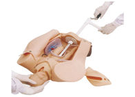 Simulador suave del nacimiento del niño del amortiguador para la maniobra de Leopold, modelos de entrenamiento médicos