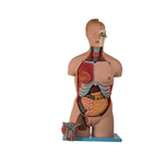 20 porciones del torso de modelo anatómico humano With Head Open del PVC