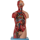 Modelo humano With Inner Structures de la anatomía del torso asexuado del color de piel
