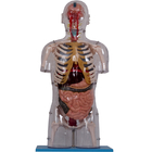 El PVC realista pinta el modelo humano With Internal Organs de la anatomía