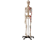 Esqueleto humano anatómico de las universidades con los músculos y los ligamentos