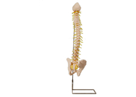 Modelo de entrenamiento médico With Pelvic de la columna vertebral de la anatomía del PVC