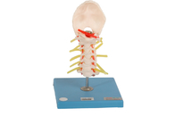 Ligamentos anatómicos vertebrales de entrenamiento de Skin Color With del modelo