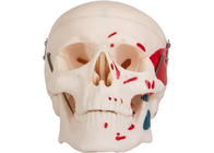 El modelo de colorante adulto del músculo del cráneo Which puede ser separado en 3 porciones